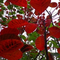Claret-coloured Leaves