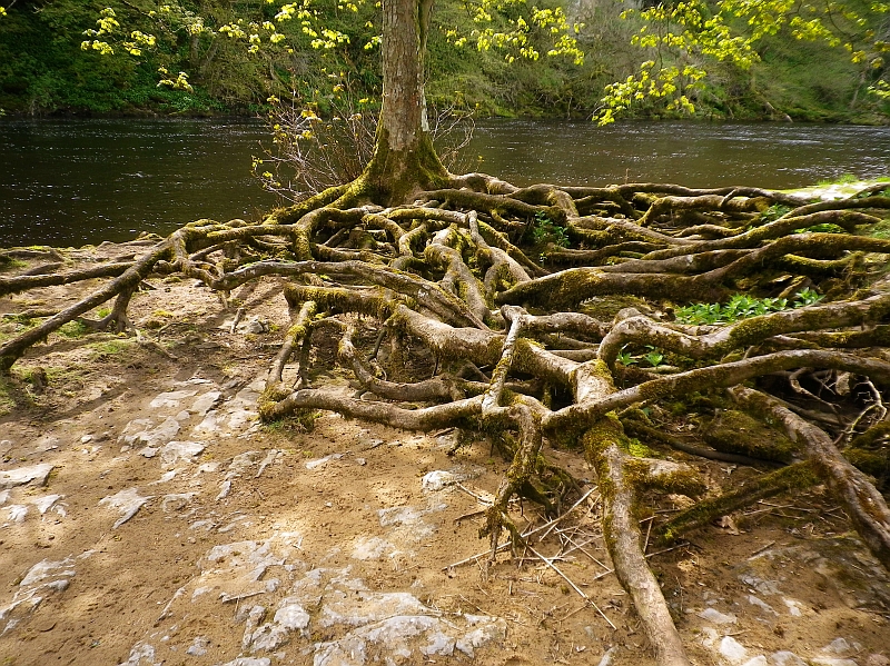 Roots-201305