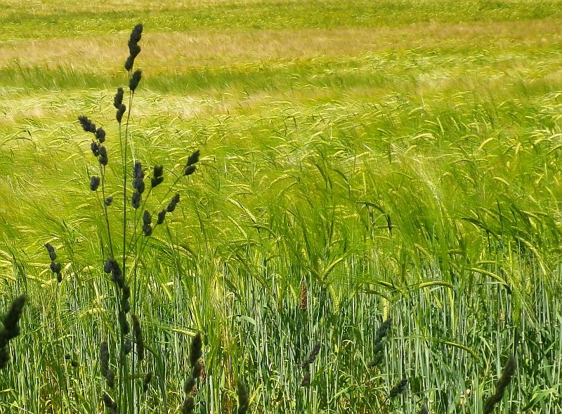 Grass_foreground-201307