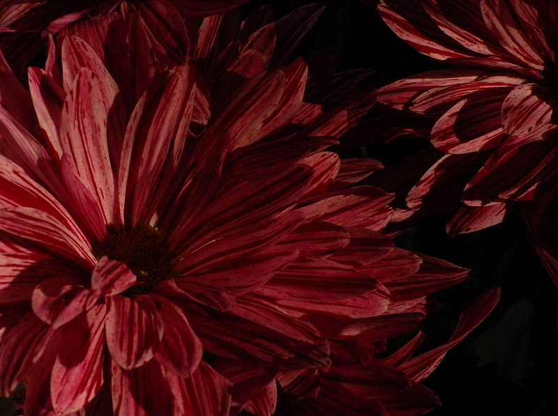 red_fleur-201509