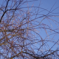 Willow Buds